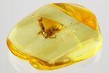 Detailed Fossil Spider (Araneae) In Baltic Amber #357795-1
